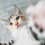 cute-cat