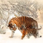 tiger-tiger-baby