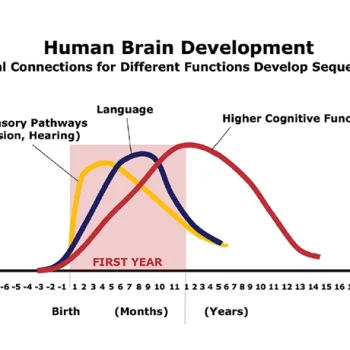 Human-Brain-Development-1